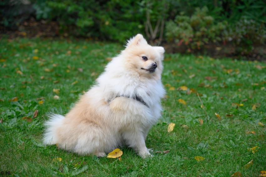 Pies rasy szpic średni niemiecki siedzący na trawie, a także jego charakter i cena