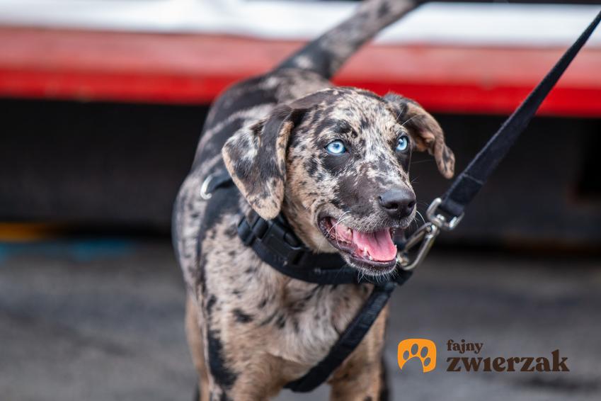 Pies rasy catahoula leopard dog na smyczy podczas spaceru, a także jego charakter i cena