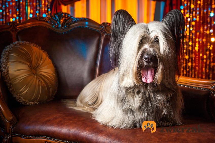 Pies rasy skye terrier na sofie w domu, a także jego charakter, hodowla i cena