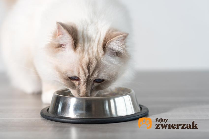 Kot jedzący ze srebrnej miski, a także porady, ile powinien jeść kot suchej i mokrej karmy