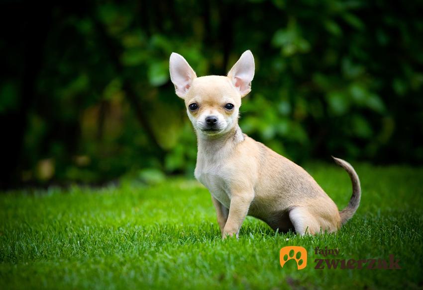 Chihuahua siedząca na tarwie, czyli małe domowe pieski