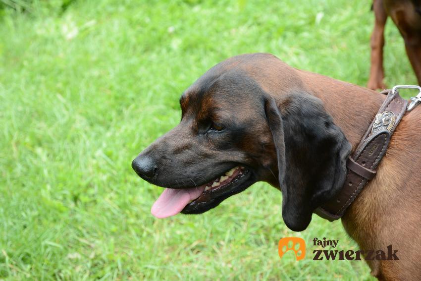 Pies rasy posokowiec bawarski podczas spaceru, a także szczeniaki posokowca bawarskiego i jego opis