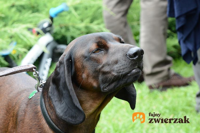 Pies rasy posokowiec bawarski w czasie spaceru, a także charakter posokowca bawarskiego