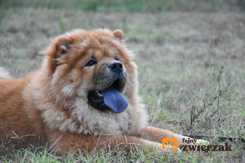 Pies rasy chow chow siedzący na trawie, a także najpopularniejsze rasy psów chińskich, które warto znać