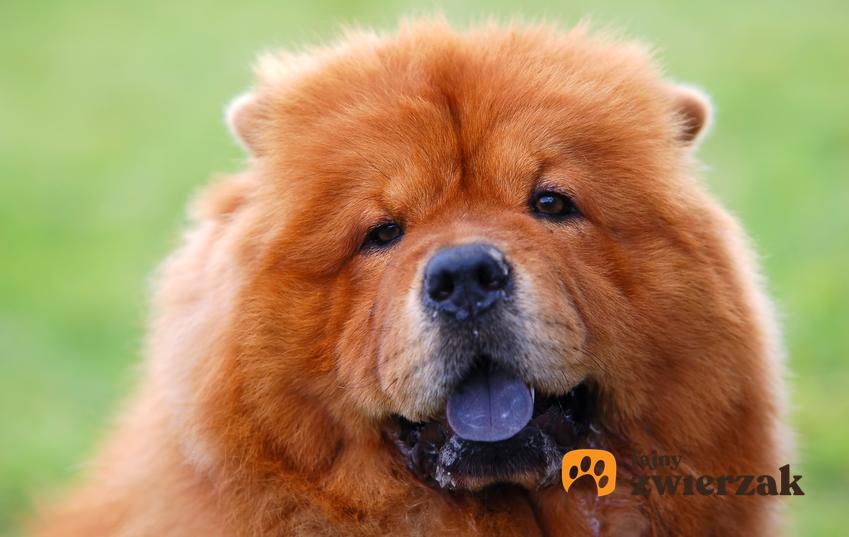 Pies z filetowym językiem, czyli pies chow chow na tle zieleni oraz jego usposobienie i hodowla