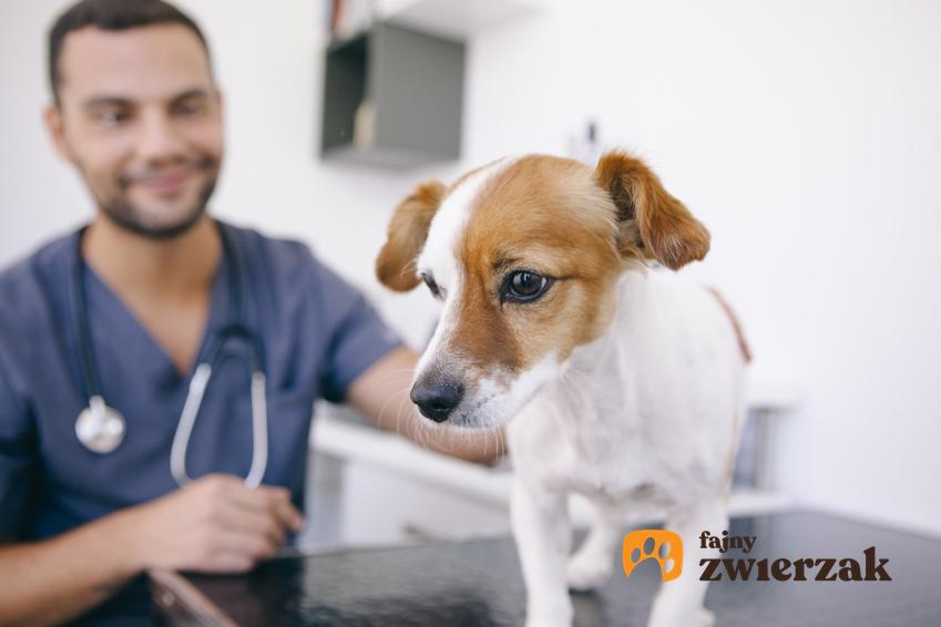 Pies u weterynarza, a także gorączka u psa, temperatura u psa i porady, jak sprawdzić