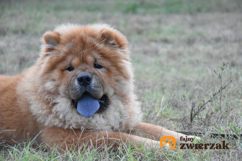 Pies rasy niebieski chow chow na trawie, a także jego charakter, hodowla i cena
