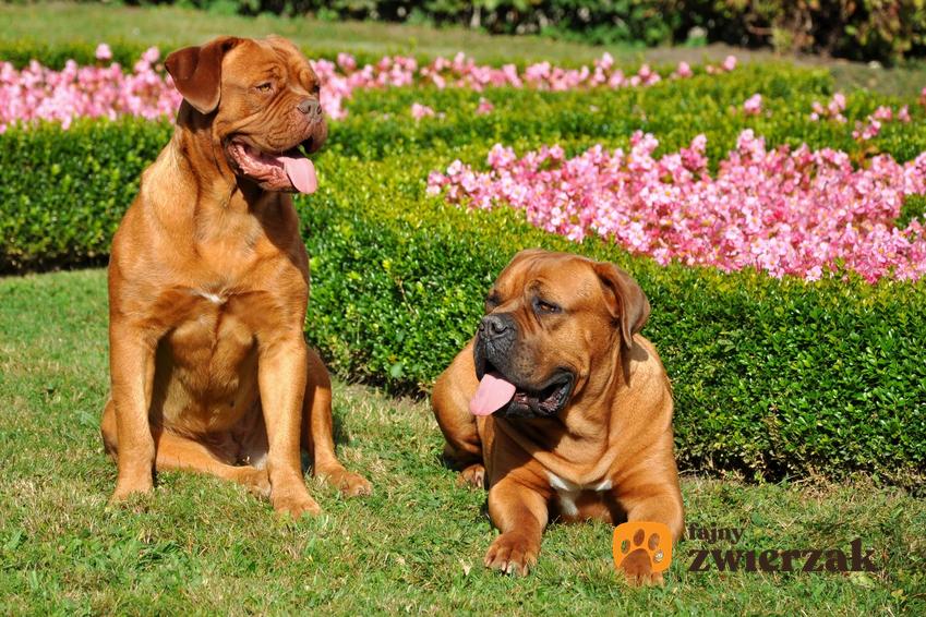 Dwa psy rasy tosa na trawie, a także znane i lubiane rasy dużych psów