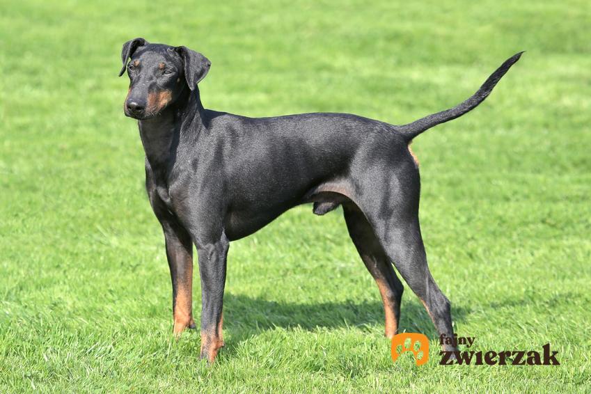 Pies rasy manchester terrier na trawniku, a także hodowla manchester terriera w Polsce