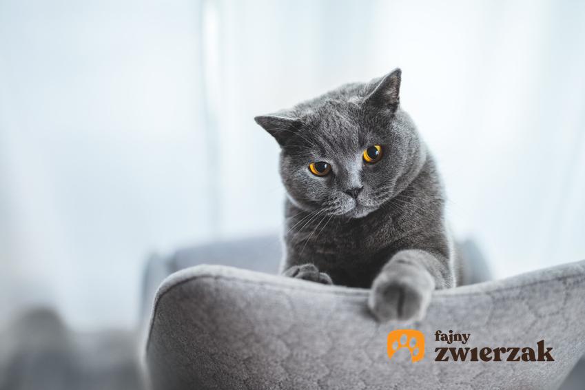 Szary kot siedzący na opraciu fotela oraz informacje, jak długo żyją koty