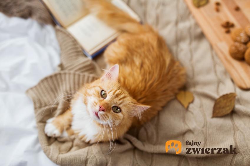 Rudy kot w domu patrzący w obiektyw, a także informacje, jak długo żyją koty