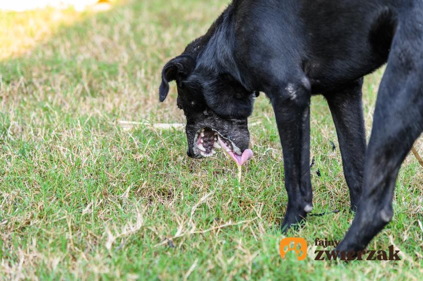 Pies na trawniku podczas wymiotowania, a także porady co robić gdy pies wymiotuje pianą