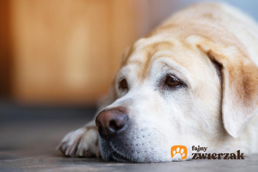 Chory pies leżący na podłodze, a także pies wymiotuje pianą, czyli porady i leczenie
