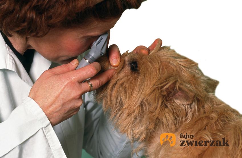 Pies u weterynarza podczas badania oczu, a także ropiejące oczy u psa i leczenie