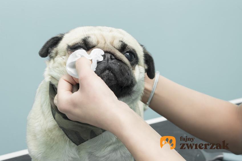 Pies podczas przemywania oczu, a także ropiejące oczy u psa i przyczyny