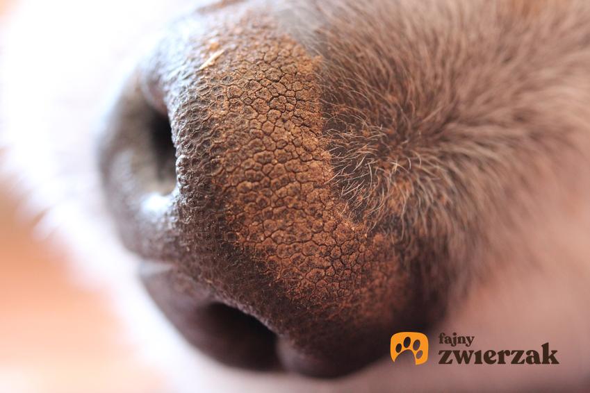 Psi nos na zbliżeniu, a także co oznacza suchy nos u psa i możliwe choroby