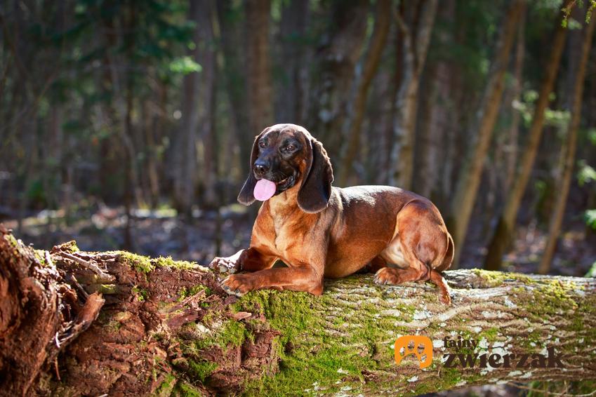 Pies rasy posokowiec bawarski siedzący na pniu drzewa, a także cena posokowca bawarskiego i hodowla