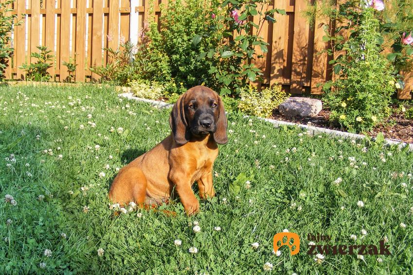 Pies rasy posokowiec bawarski siedzący na trawie w ogródku oraz cena posokowca bawarskiego i jego hodowla