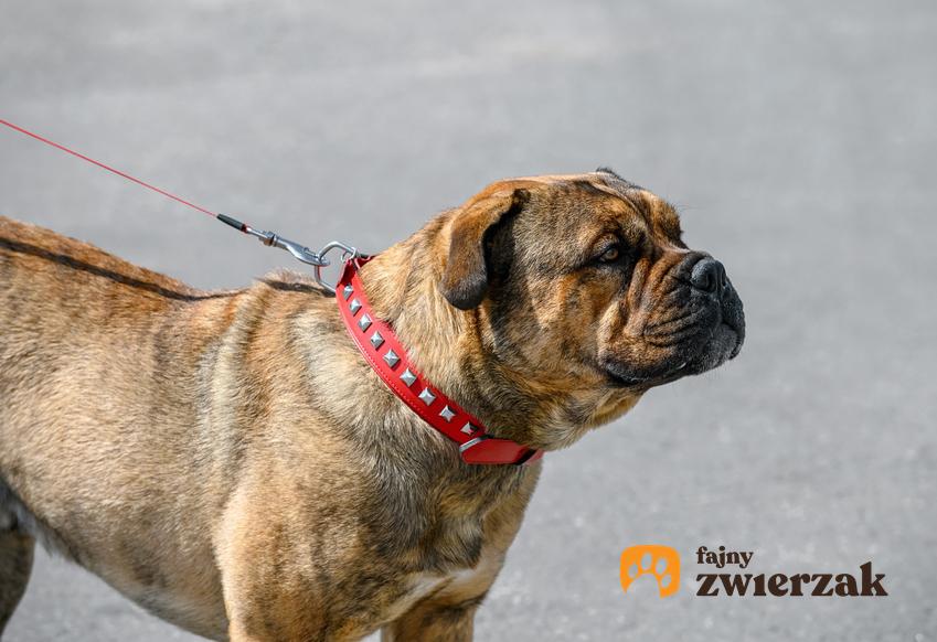 Pies rasy dog z Majorki, ca de bou na smyczy podczas spaceru, a także jego charakter i cena