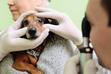 Najczęstsze choroby oczu u psa – przyczyny, objawy, rozpoznawanie, leczenie