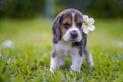 Jak opiekować się szczeniakiem beagle? Sprawdź, co warto wiedzieć