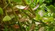 Rotala rotundifolia - informacje, wymagania, zdjęcia, porady