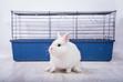 Jak długo żyją króliki? Sprawdzamy długość życia różnych ras