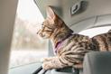 Jak bezpiecznie przewieźć kota w samochodzie? O tym musicie pamiętać