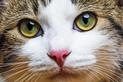 Czy koty widzą kolory? Wyjaśniamy, jak koty odbierają otaczający świat