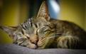 Ile śpi kot? Zobacz, jak długo potrafią spać koty w ciągu doby