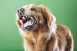 Wścieklizna u psa – objawy, rozpoznanie, leczenie, profilaktyka