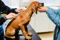 Nosówka u psa - objawy, rozpoznanie, leczenie, zapobieganie