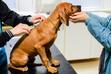 Nosówka u psa - objawy, rozpoznanie, leczenie, zapobieganie