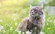Najlepsze hodowle kotów syberyjskich – gdzie warto kupić kocięta?