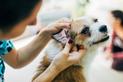 Zapalenie ucha u psa – przyczyny, objawy, leczenie, konsekwencje