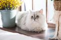 Prawdziwy charakter kota perskiego - co warto wiedzieć?