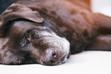 Katar u psa – przyczyny, objawy, leczenie, konsekwencje