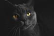 Czarny kot brytyjski - opis, usposobienie, żywienie, choroby