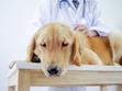 Jakie są objawy skrętu żołądka u psa? Wyjaśniamy krok po kroku