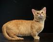 Kot z krótkimi łapkami – czy wiecie, jaka to rasa?