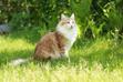 Kot norweski leśny rudy – opis, usposobienie, pielęgnacja, opinie