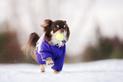 Kurtka zimowa dla psa - rodzaje, opis, cena, opinie