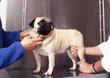 Dysplazja stawu biodrowego u psa – przyczyny, objawy, leczenie, rokowania