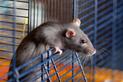 Szczur domowy - opis, usposobienie, wymagania, porady hodowców