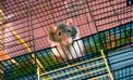 Szczur hodowlany - gatunki, opis, cena, wymagania, opinie hodowców