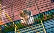 Szczur hodowlany - gatunki, opis, cena, wymagania, opinie hodowców