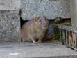 Szczur wędrowny - informacje, występowanie, zdjęcia, ciekawostki