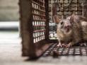 Pułapka na szczury - rodzaje, działanie, ceny, skuteczność, porady