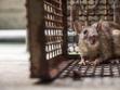 Pułapka na szczury - rodzaje, działanie, ceny, skuteczność, porady