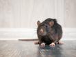 Ile żyje szczur? Zobaczcie, jaka jest długość życia popularnego gryzonia